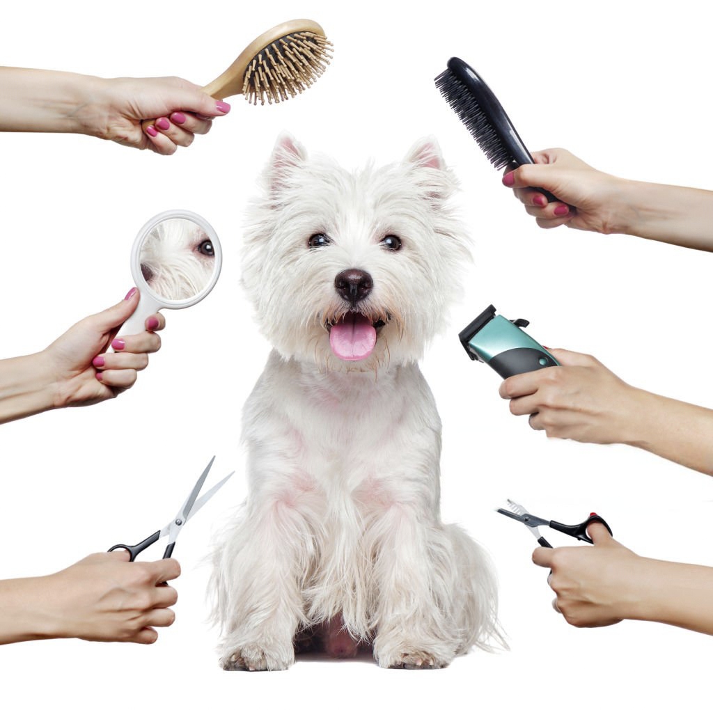 Professional Dog Grooming Tools Banner