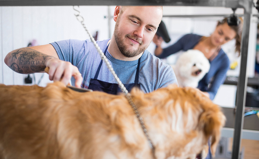 pet-groomer